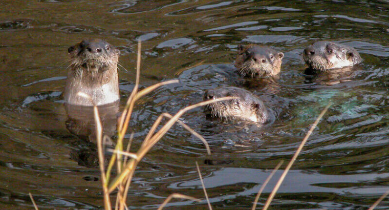 Rambunctious River Otters (Online Webinar)