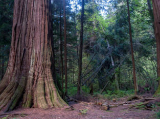 Old-Growth Forests (Online Webinar)