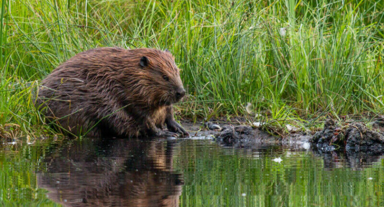 Busy Beavers (Online Webinar)