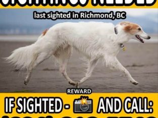 Wanted: Missing Dog – Sightings Needed