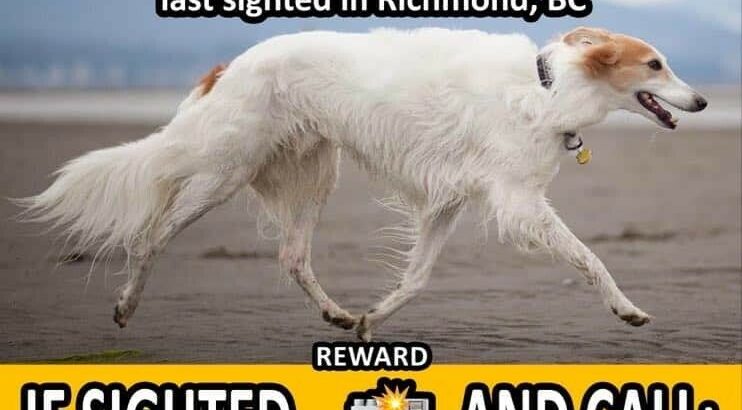 Wanted: Missing Dog – Sightings Needed