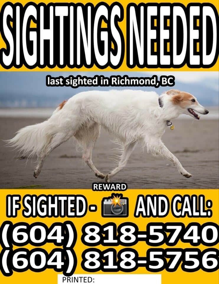 Wanted: Missing Dog – Sightings Needed