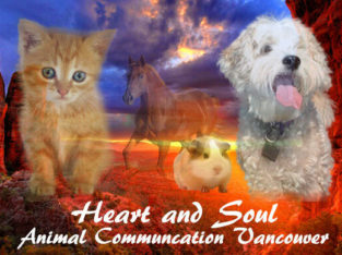 Pet Psychic Vancouver – Live or Deceased Communication