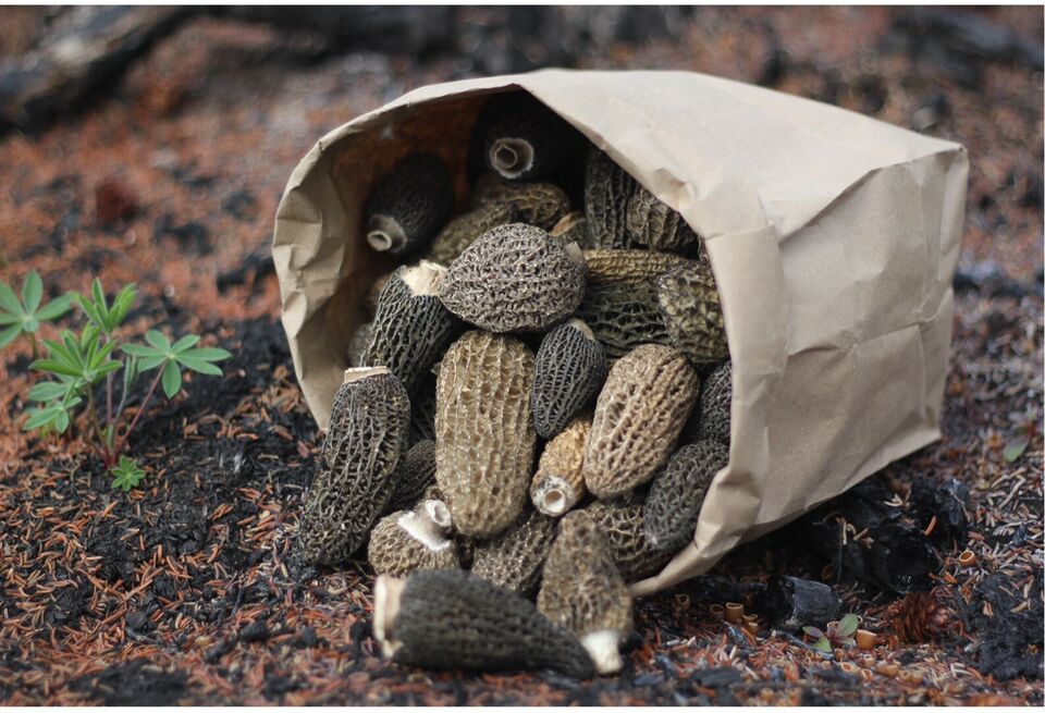 Wild Yukon Morel Mushrooms @Little Fire Gourmet