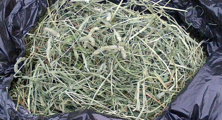 **** TIMOTHY HAY $1 CHEAP Fresh Cut Timothy Hay FREE DELIVERY