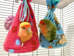 Tents for your pet birds