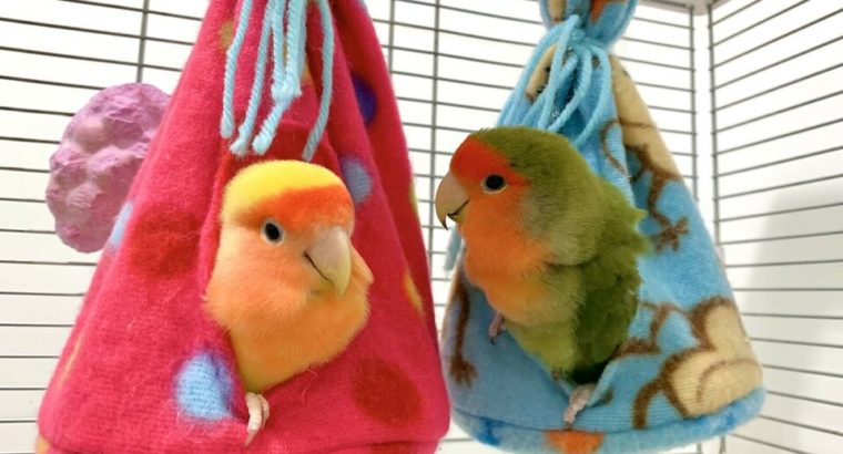 Tents for your pet birds