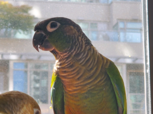 HAVE A PARROT PARTY!!! ERIN’S PARROTS WILL COME TO YOUR PARTY!
