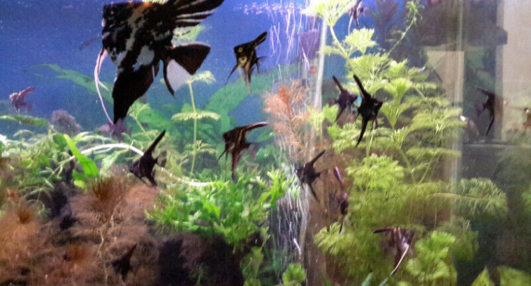 Aquarium fish tank