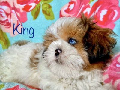 (SOLD)Shih Tzu X Maltese puppies❤️