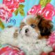 (SOLD)Shih Tzu X Maltese puppies❤️