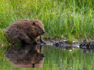 Busy Beavers (Online Webinar)