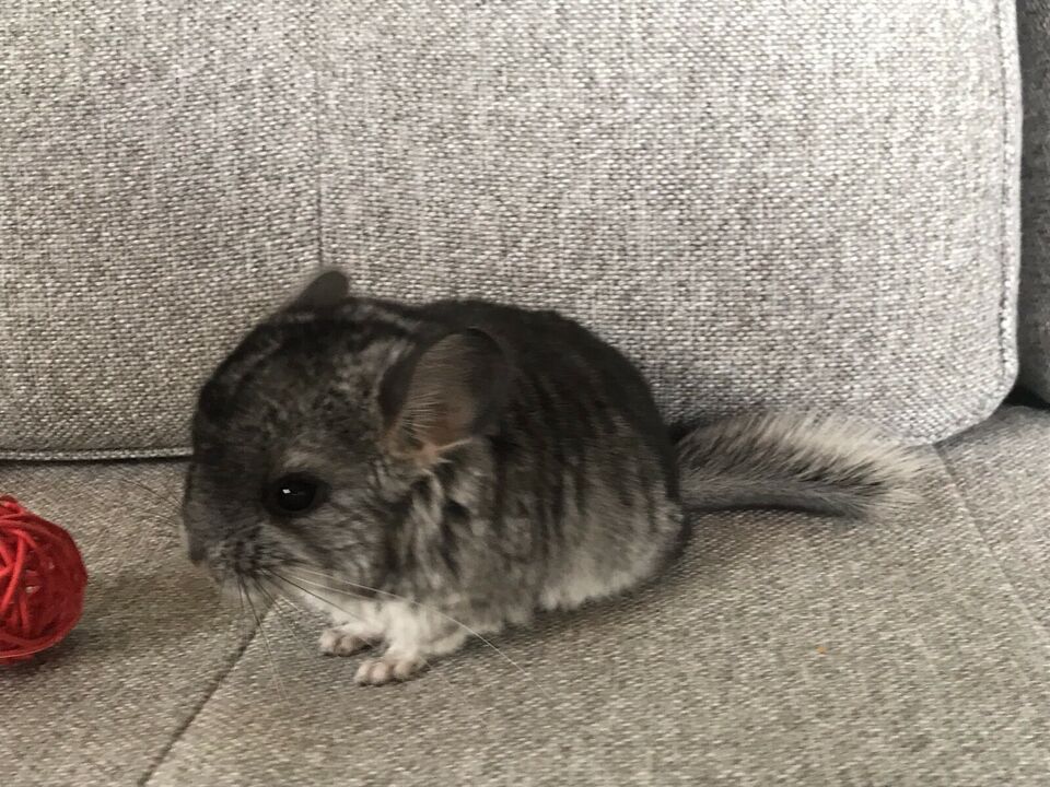 Adorable baby male Chinchilla! Lovely pet!