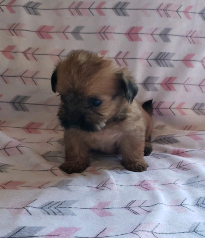 F1 Shorkie Puppies