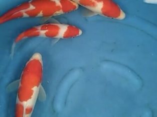 high quality koi from japan