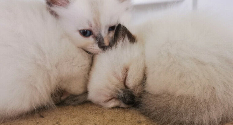 ♥Ragamese Kittens♥