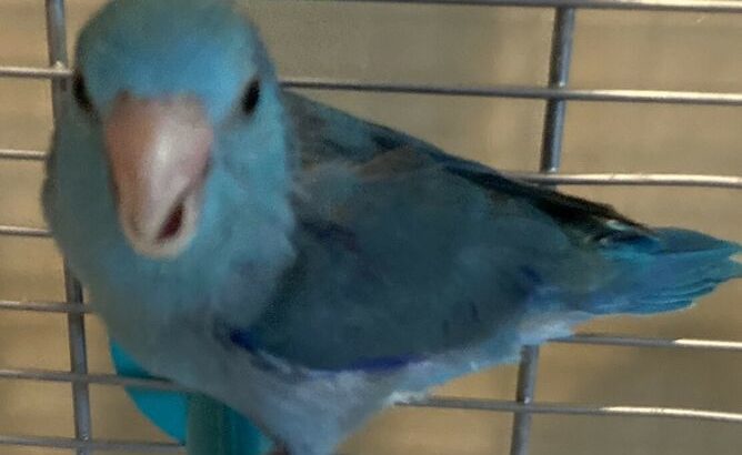 7 week old male baby Parrotlet