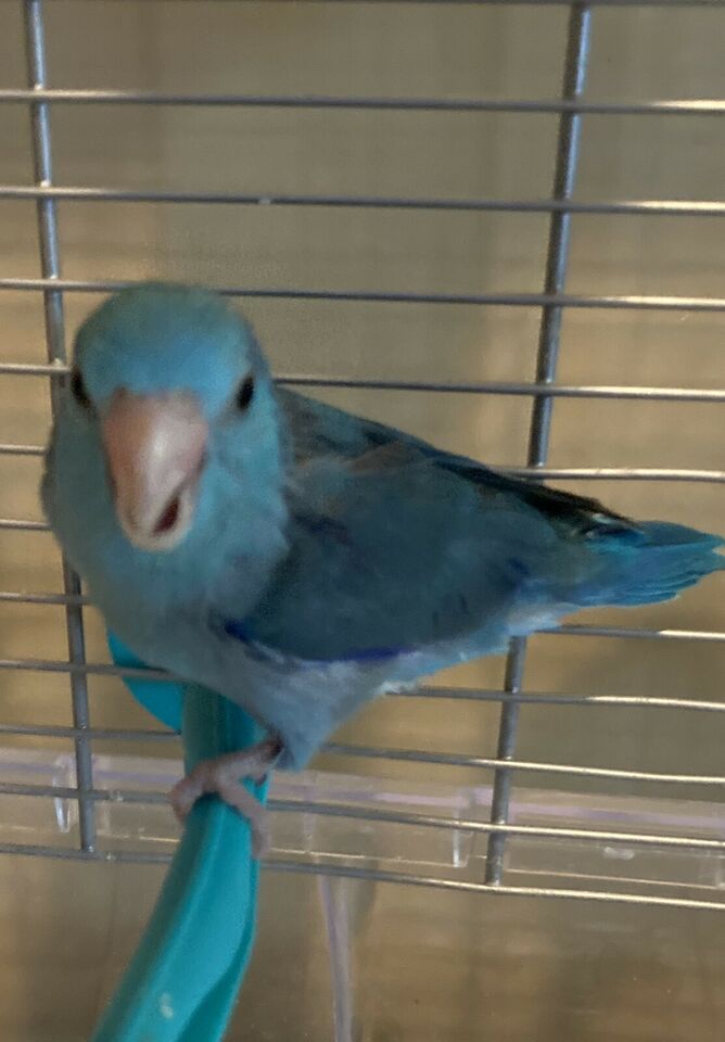 7 week old male baby Parrotlet