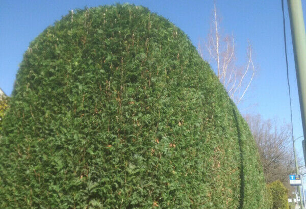 Weekend, moonlight pro hedge trimming service