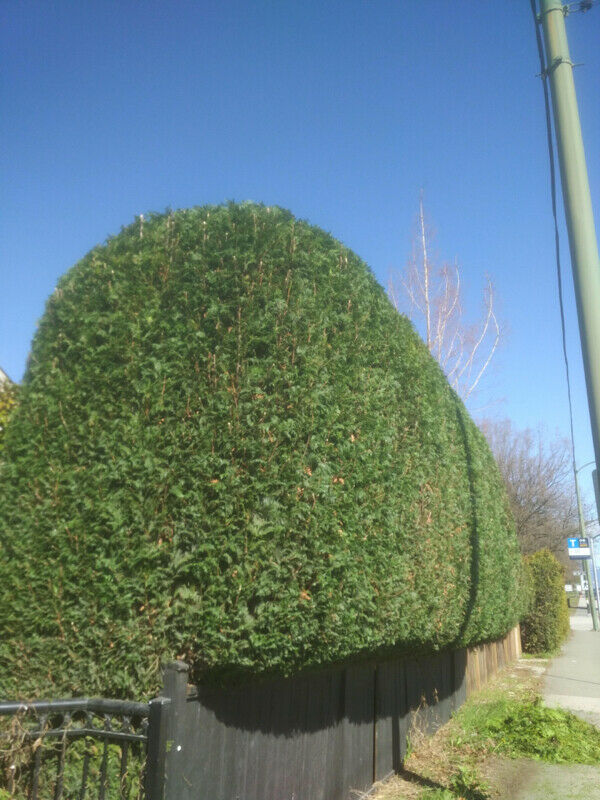 Weekend, moonlight pro hedge trimming service