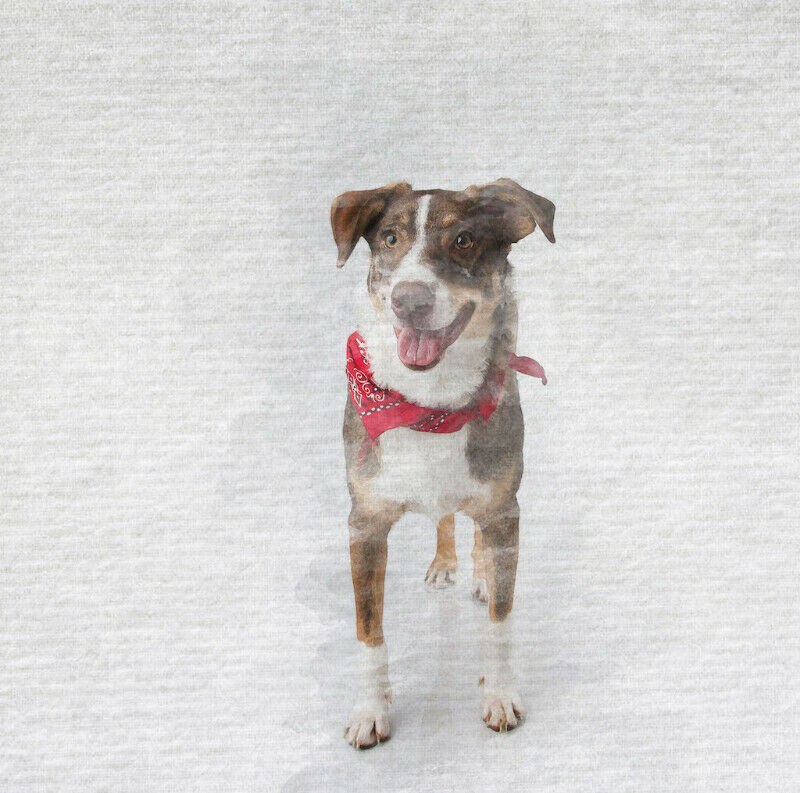 Custom Pet Portraits