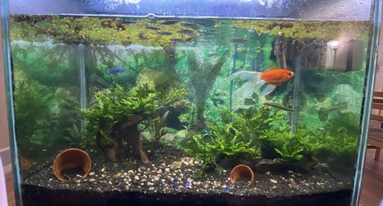 Fully Set Up Aquarium / Fish Tank