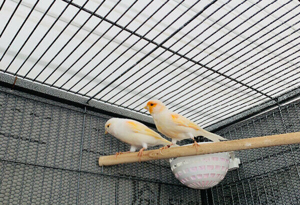 Breeder pair red agate canary