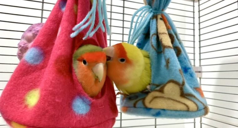 Tents for your pet birds