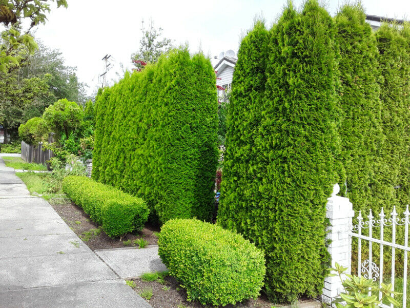 Weekend, moonlight pro hedge trimming service