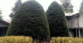 Cedar/Hedge & Shrub Trimming