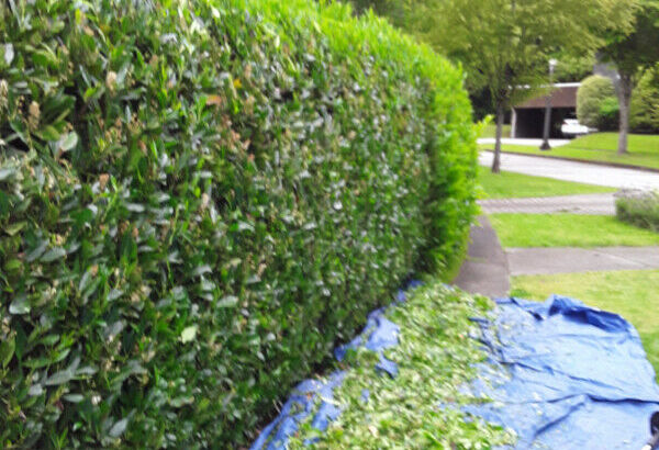 Weekend, moonlight pro hedge trimming service