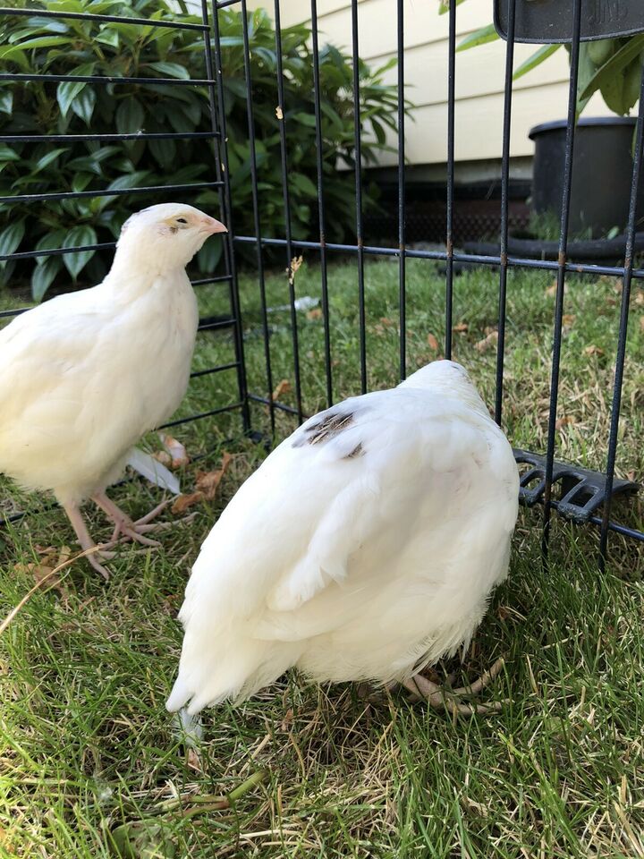 Breeder Quails for Sale