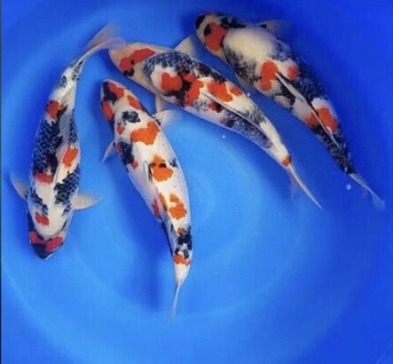 high quality koi from japan