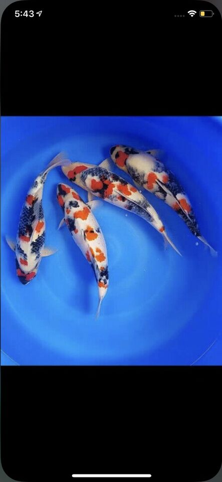 high quality koi from japan