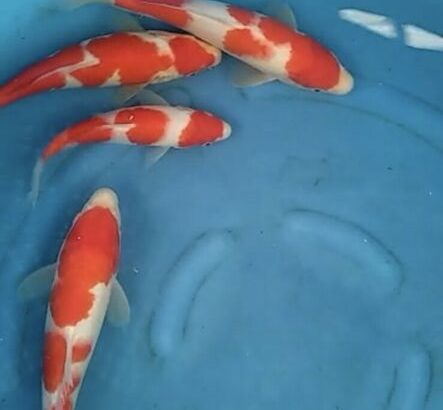 koi from japan $600.00