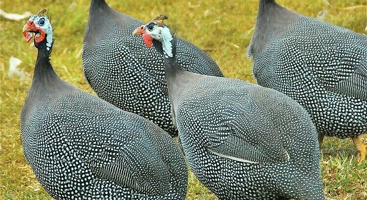 Guinea Fowl available. 8 adorable started babies