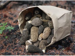 Wild Yukon Morel Mushrooms @Little Fire Gourmet
