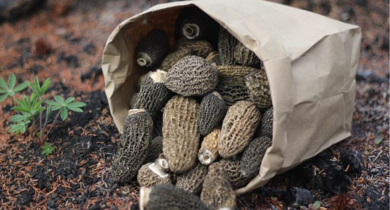 Wild Yukon Morel Mushrooms @Little Fire Gourmet