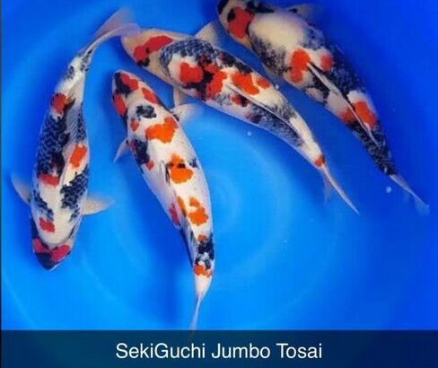 koi from japan $600.00