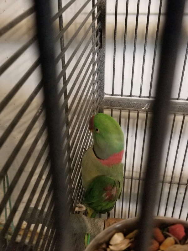 Male alexandrian parrot for sale