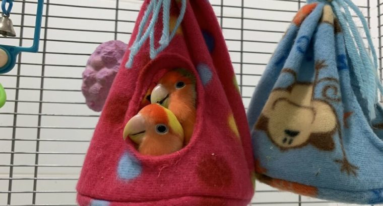 Tents for your pet birds