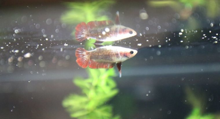 A pair of betta fish