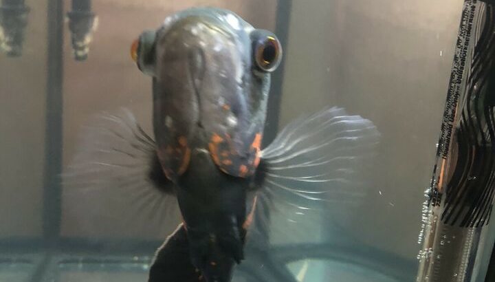 Oscar fish for sale