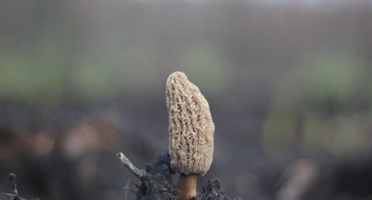 Wild Yukon Morel Mushrooms @Little Fire Gourmet