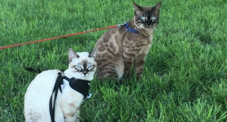 KITTENS Beautiful Bengals CHARCOAL SNOW with BLUE EYES