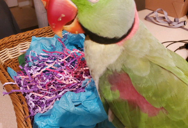 HAVE A PARROT PARTY!!! ERIN’S PARROTS WILL COME TO YOUR PARTY!