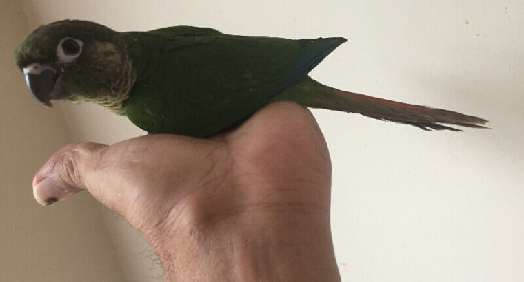 Baby Conure——SOLD