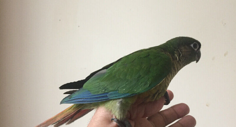 Baby Conure——SOLD