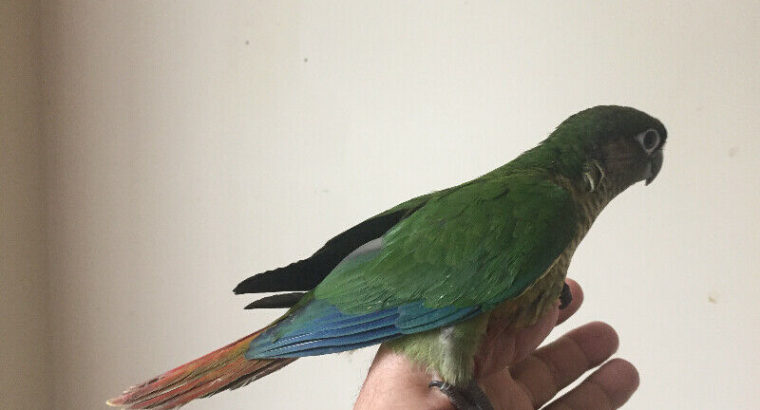 Baby Conure——SOLD