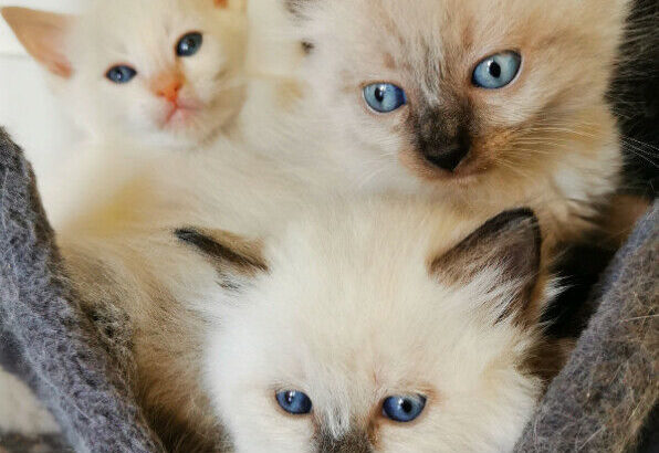 ♥Ragamese Kittens♥